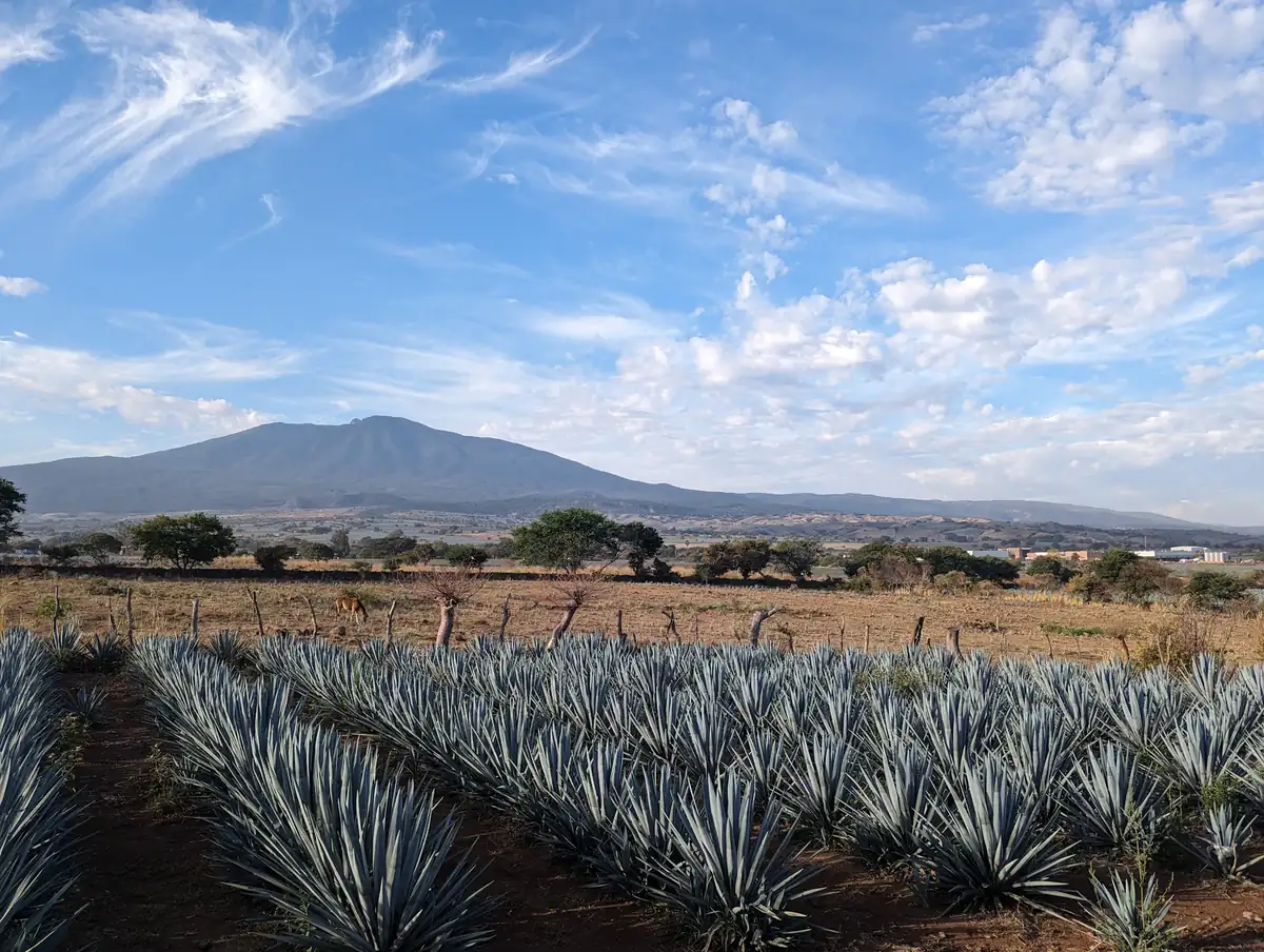 Campo de agave azul con un cerro al fondo, en Jalisco